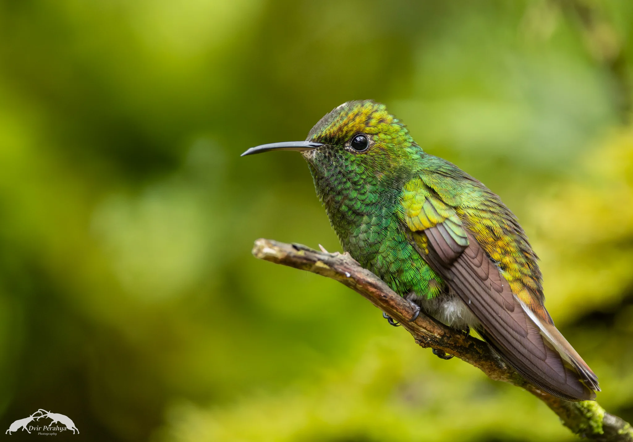 Hummingbird, Costa Rica Rainforest